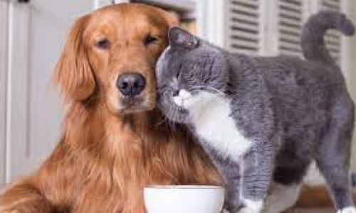 Réunion Santé Animale à Dijon le 23/04/26 (en soirée)